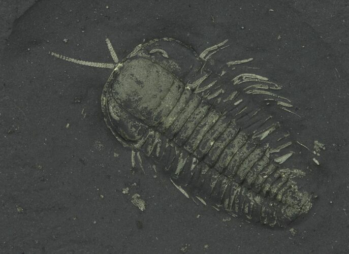 Pyritized Triarthrus Trilobites With Appendages - New York #64805